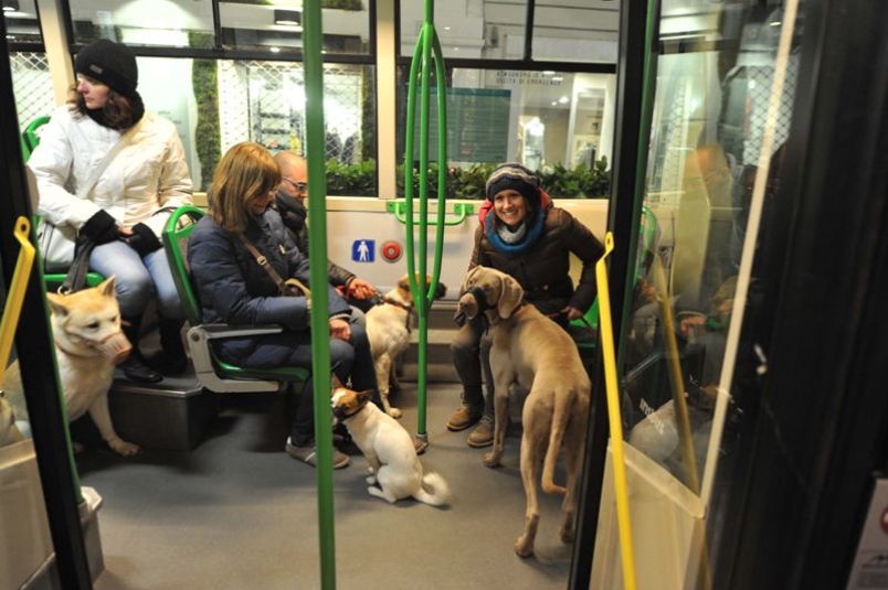 animali in autobus regole cani mezzi pubblici